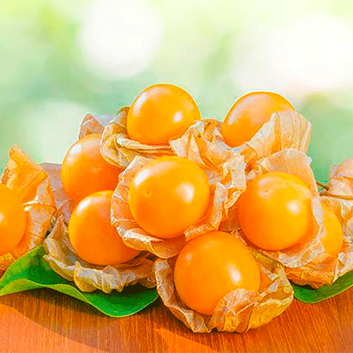 Pulpa de fruta congelada Aguaymanto